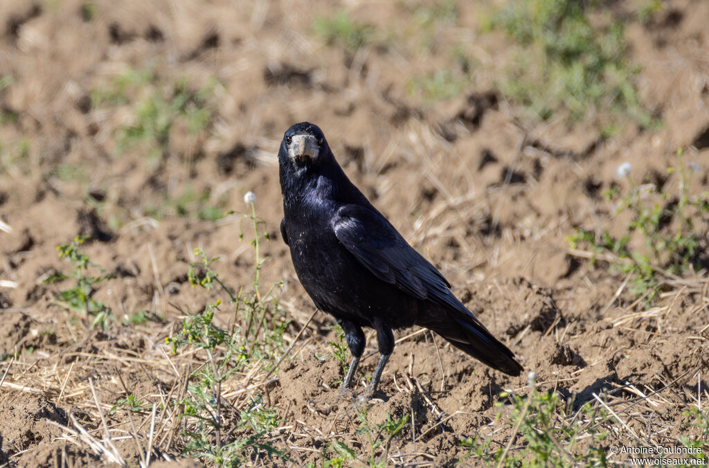 Corbeau freuxadulte internuptial
