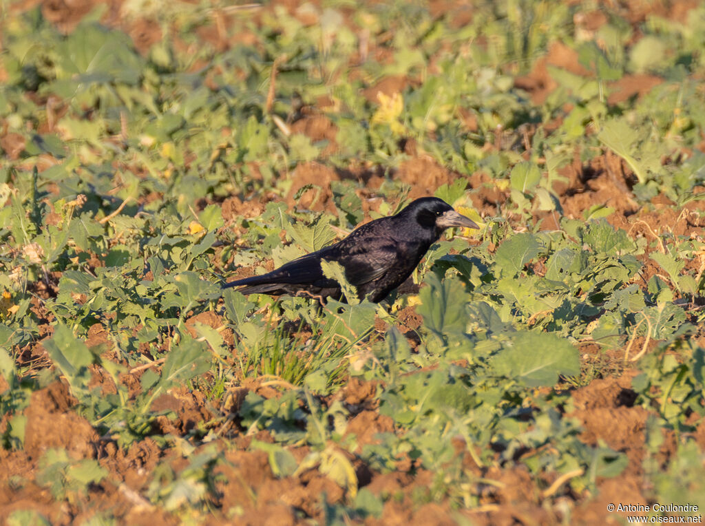 Corbeau freuxadulte internuptial