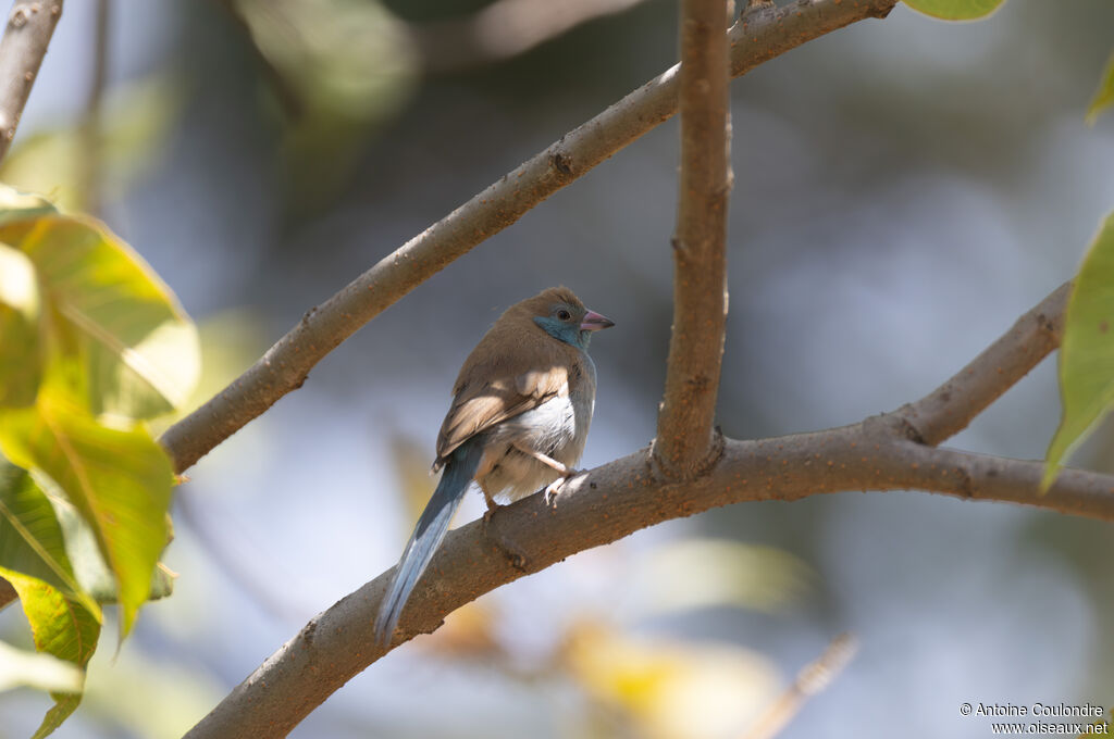 Red-cheeked Cordon-bleu female adult
