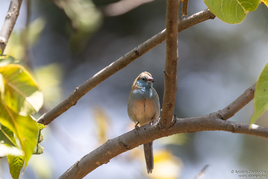 Red-cheeked Cordon-bleu female adult