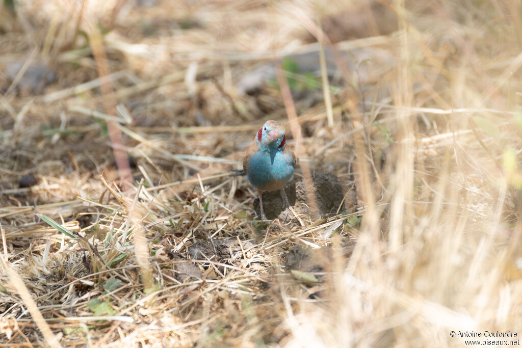 Red-cheeked Cordon-bleu male adult