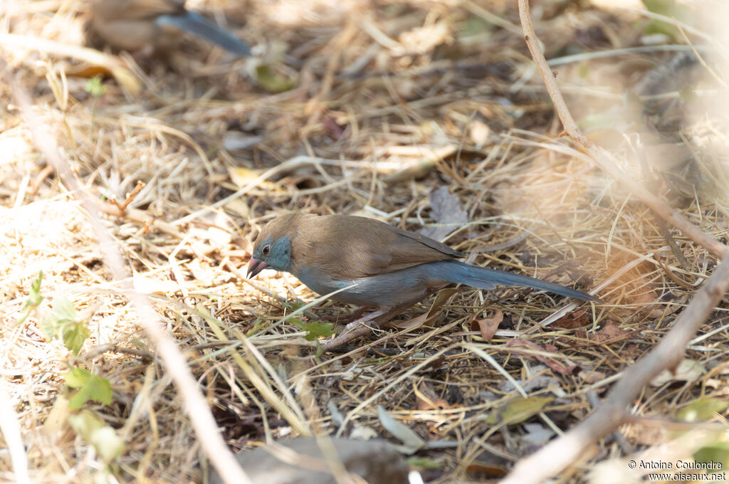 Red-cheeked Cordon-bleu female adult