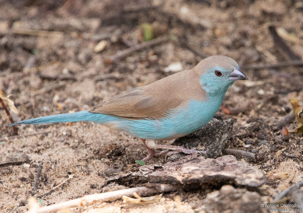 Cordonbleu de l'Angola mâle adulte