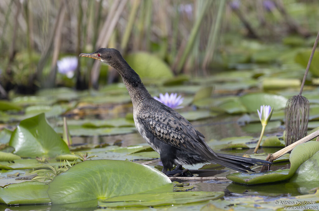 Reed Cormorantadult