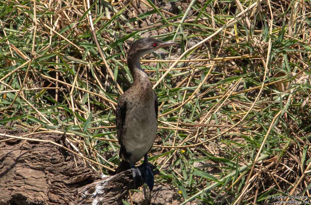 Reed Cormorantadult