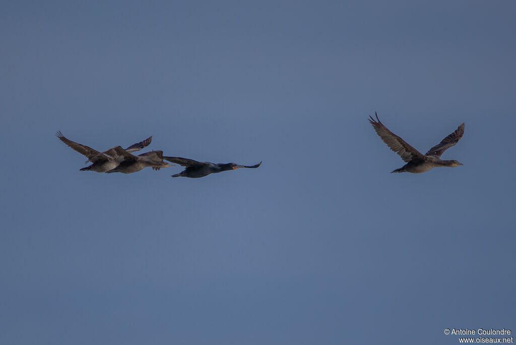 Cape Cormorantadult, Flight