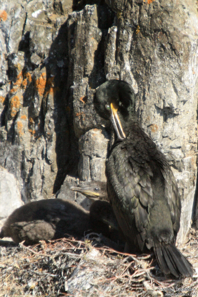 European Shag, Reproduction-nesting