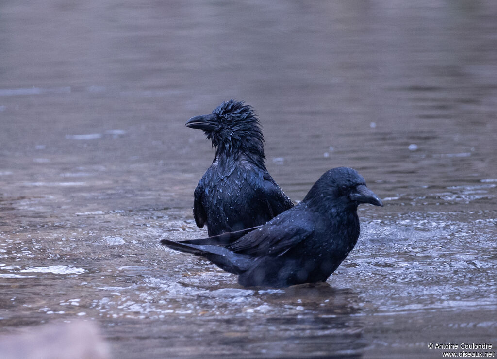 Carrion Crowadult
