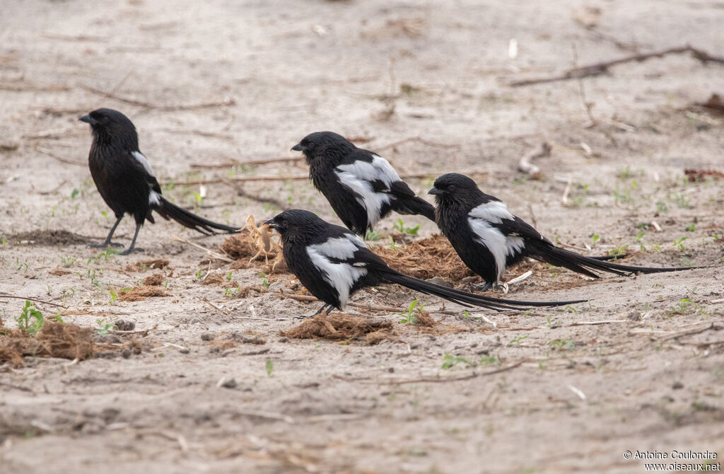 Magpie Shrikeadult, fishing/hunting, eats