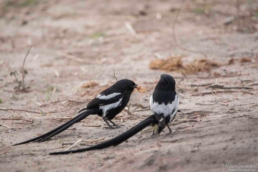 Magpie Shrikeadult, fishing/hunting, eats