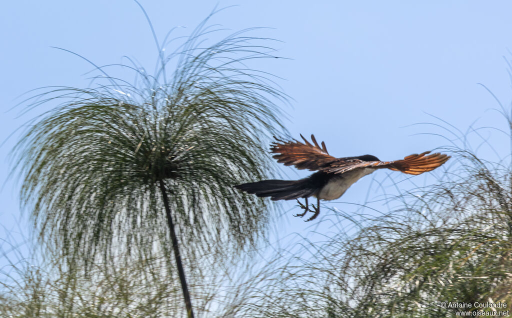 Blue-headed Coucaladult, Flight