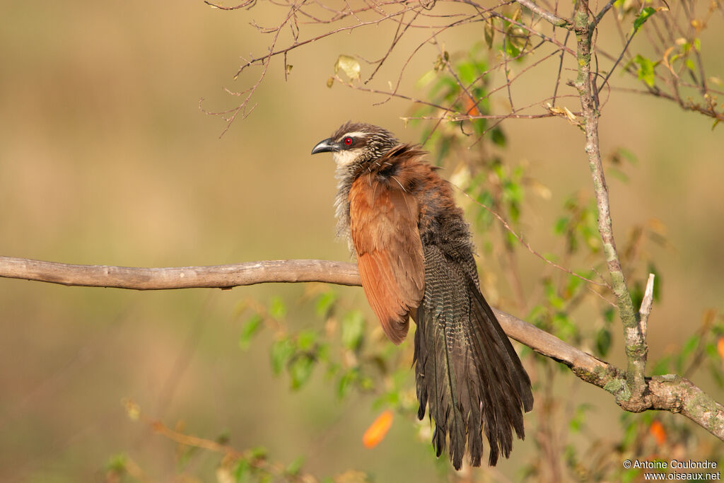 White-browed Coucaladult