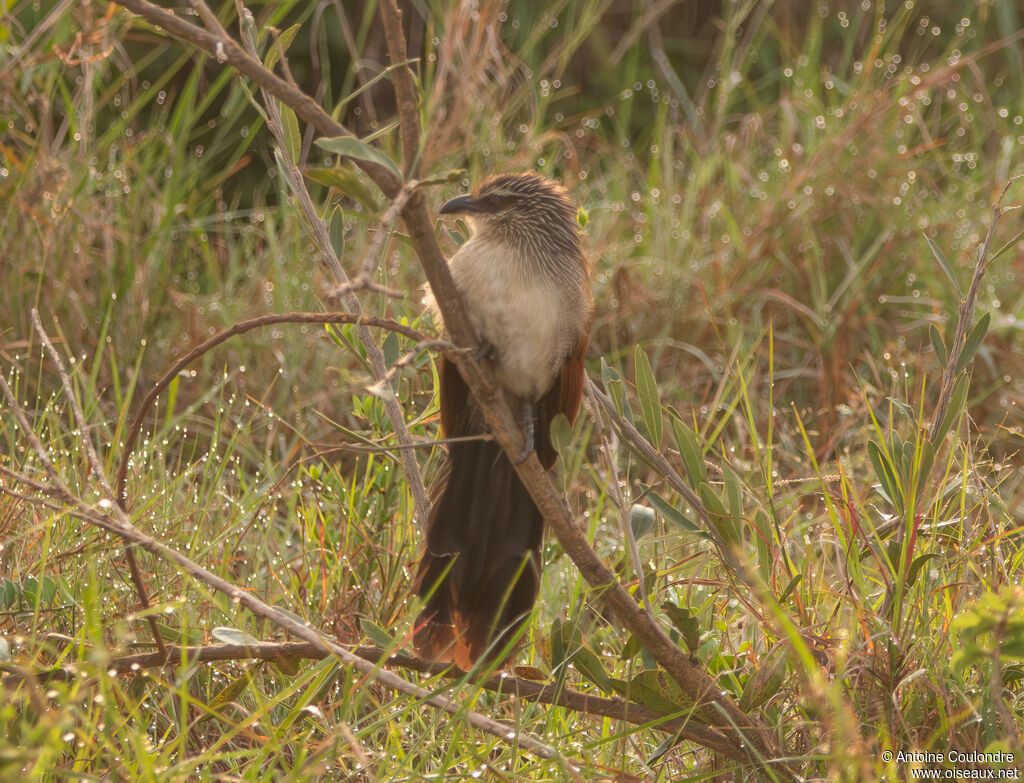 White-browed Coucaladult