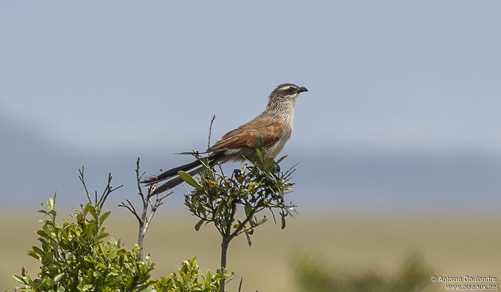 White-browed Coucaladult