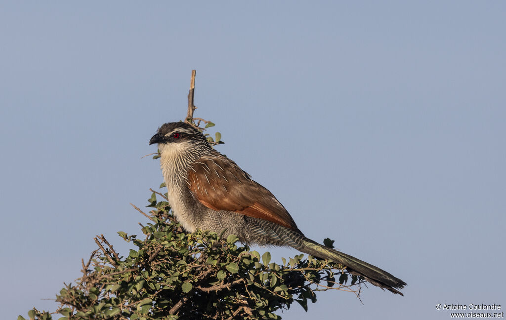 White-browed Coucaladult