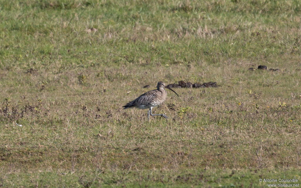Eurasian Curlewadult post breeding