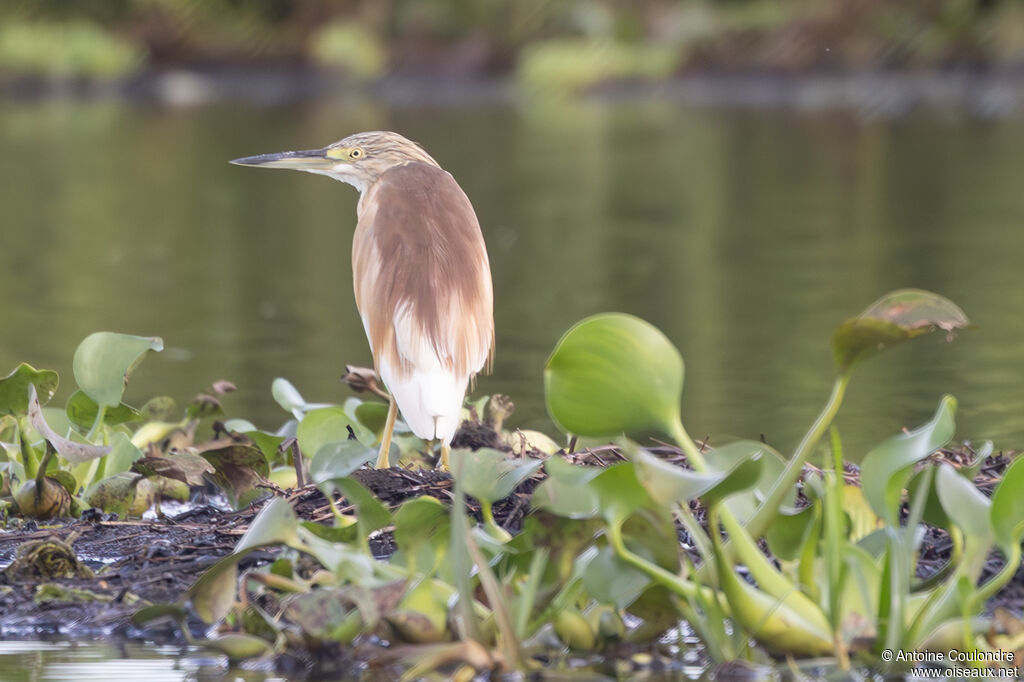 Squacco Heronadult