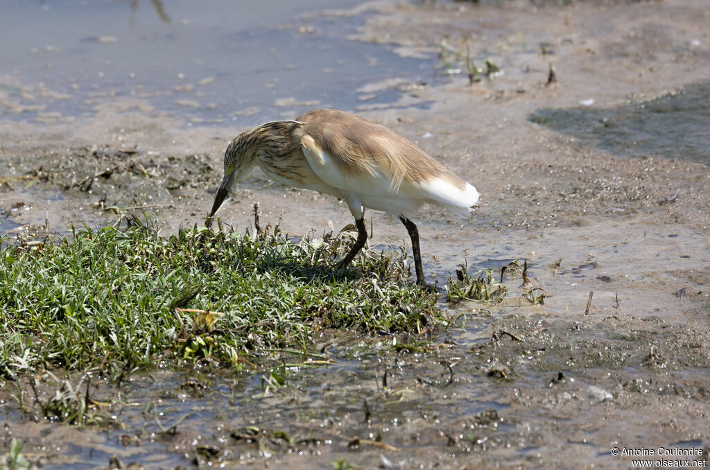 Squacco Heronadult, eats