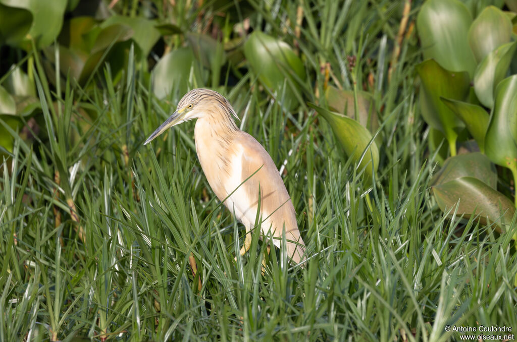Crabier cheveluadulte