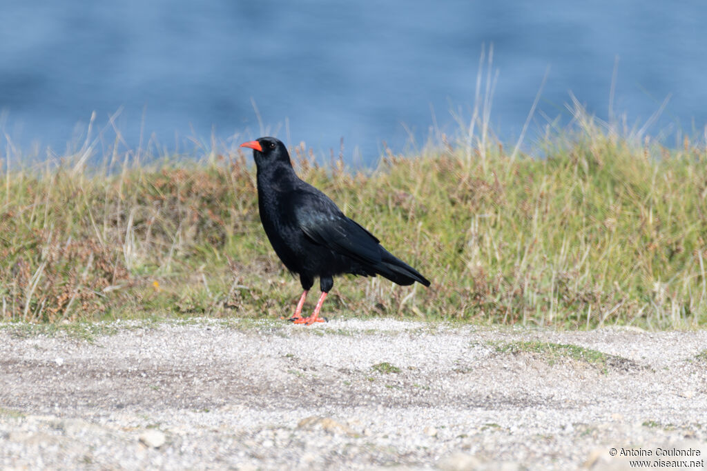 Red-billed Choughadult