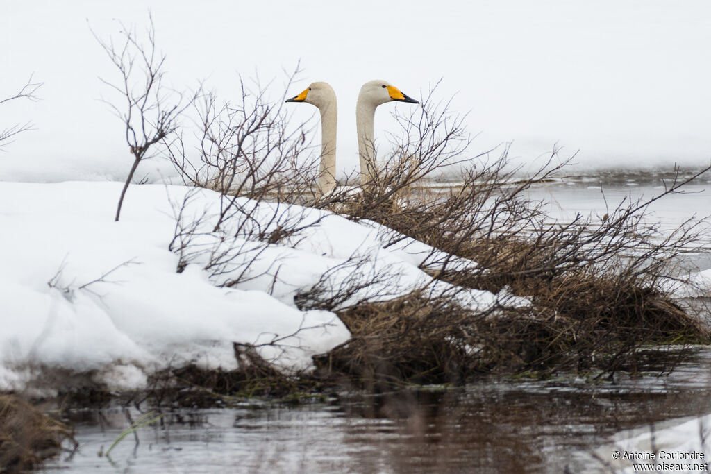 Whooper Swanadult