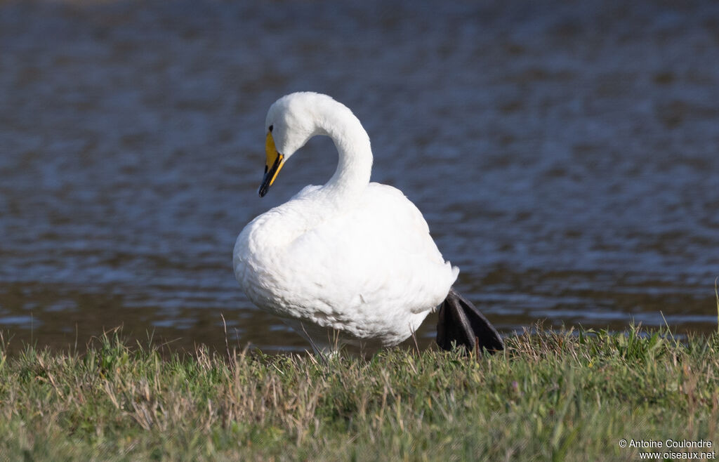 Whooper Swanadult