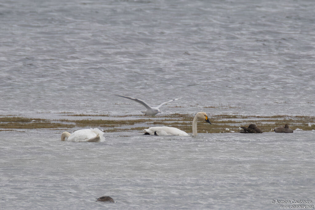 Cygne de Bewickadulte internuptial