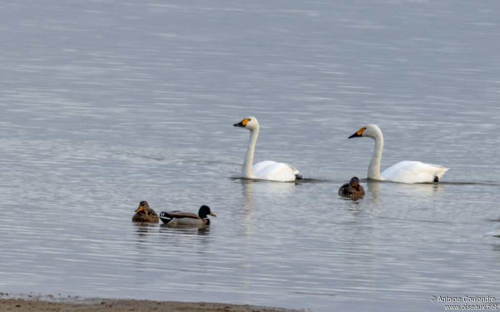 Tundra Swanadult, swimming