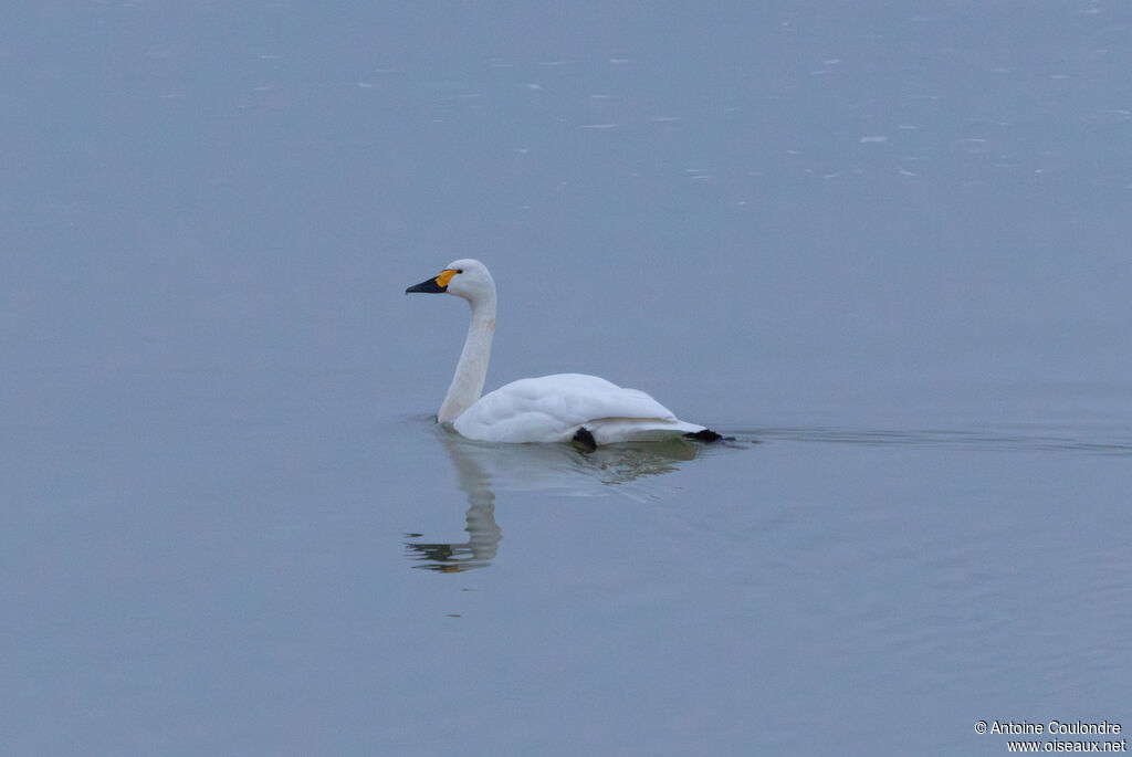 Cygne de Bewickadulte, nage
