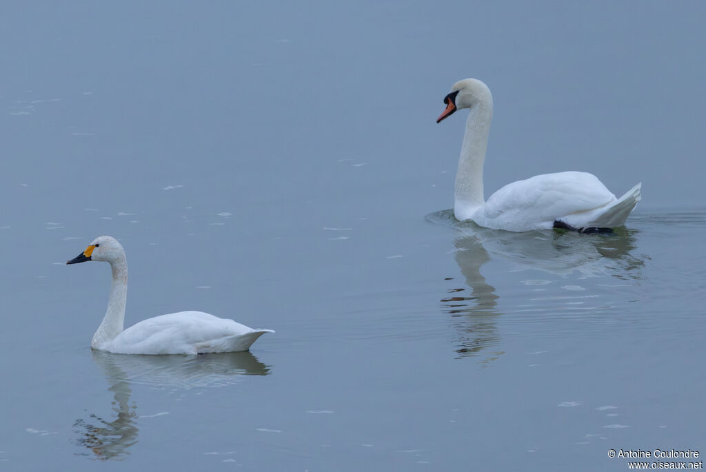 Cygne de Bewickadulte, nage