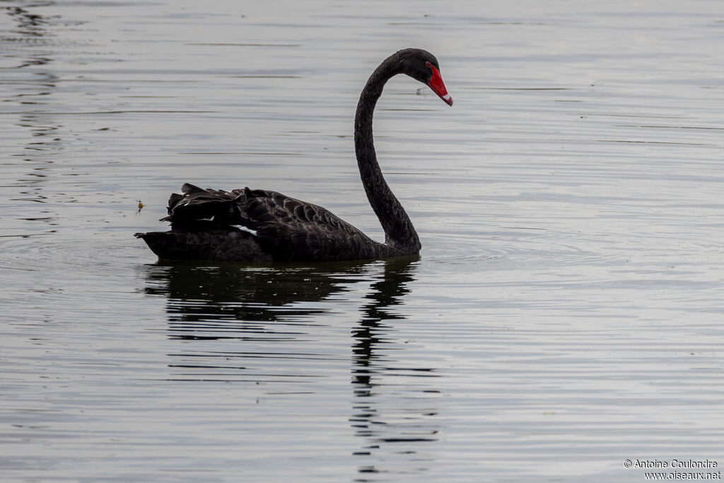 Cygne noiradulte