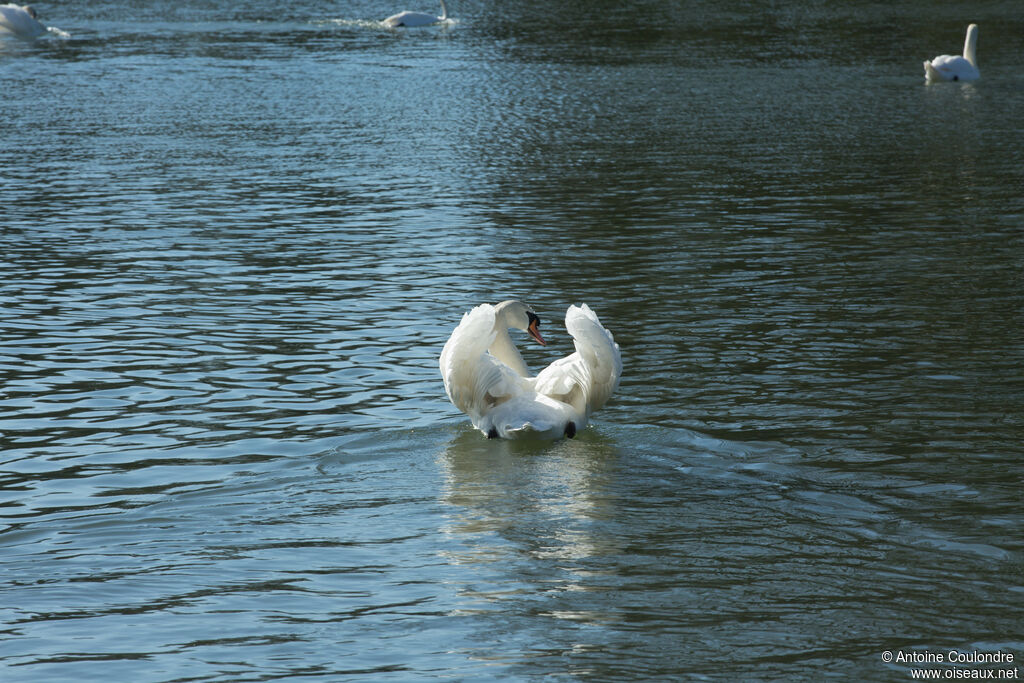 Mute Swan male adult, courting display