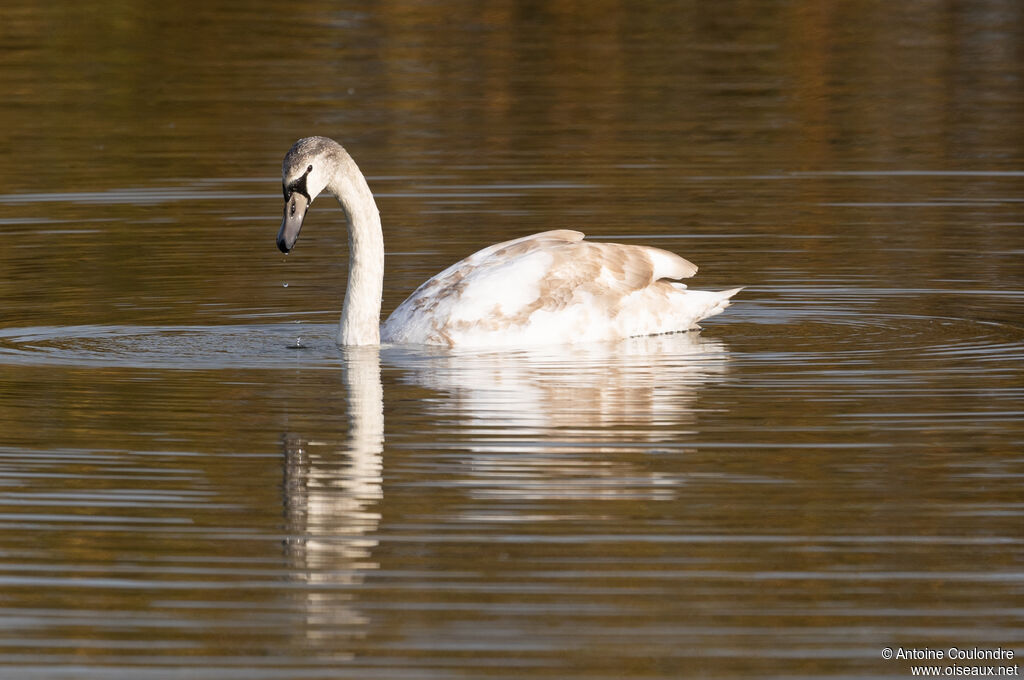 Cygne tuberculésubadulte
