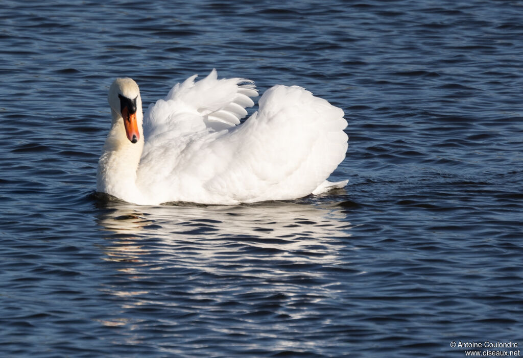 Cygne tuberculé mâle adulte nuptial
