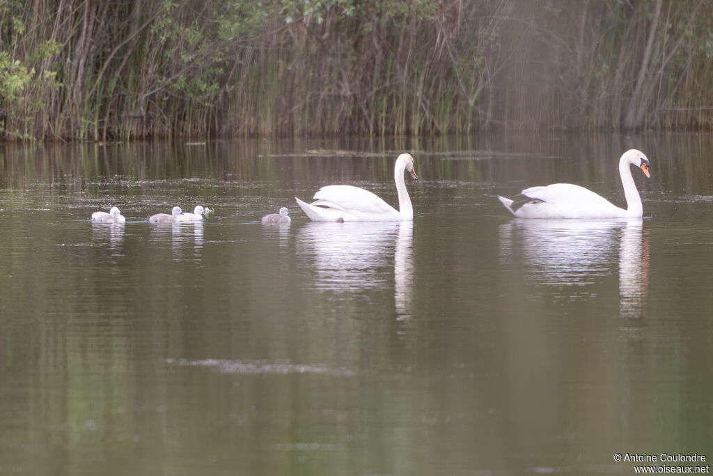 Cygne tuberculé