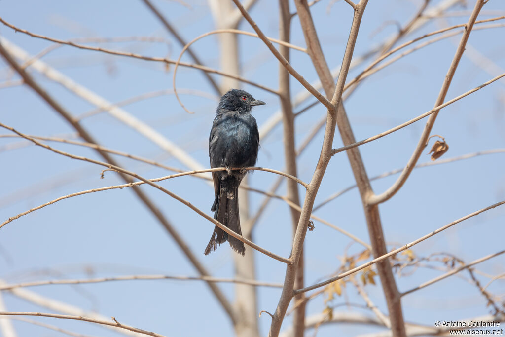 Drongo brillantadulte