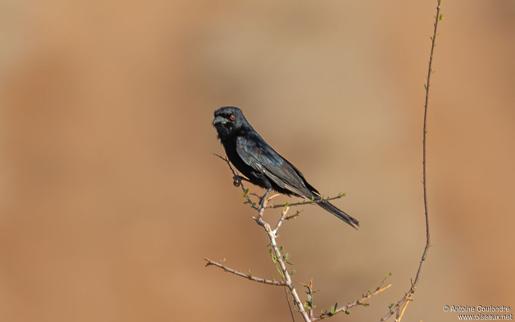 Drongo brillantadulte