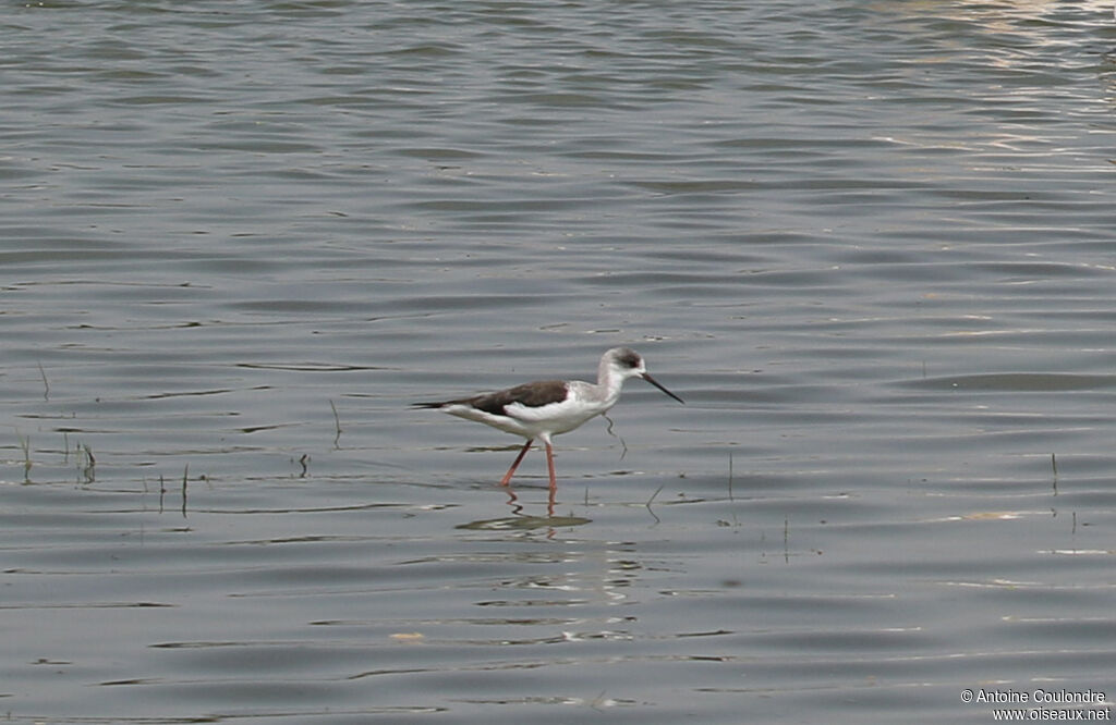 Black-winged Stiltadult