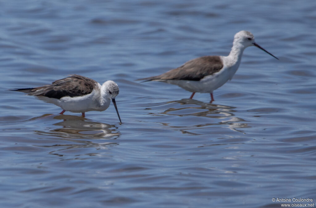 Black-winged Stilt