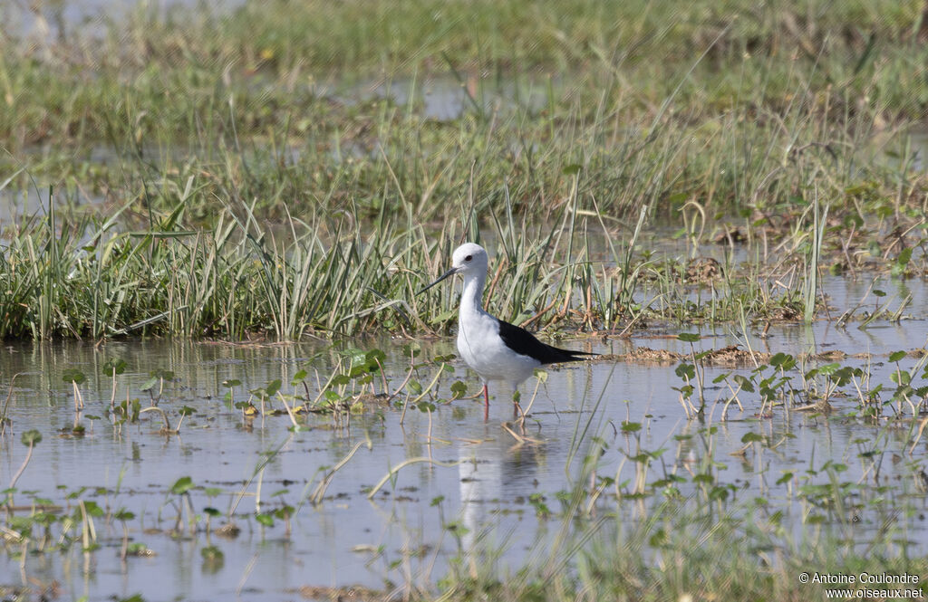 Black-winged Stiltadult, fishing/hunting