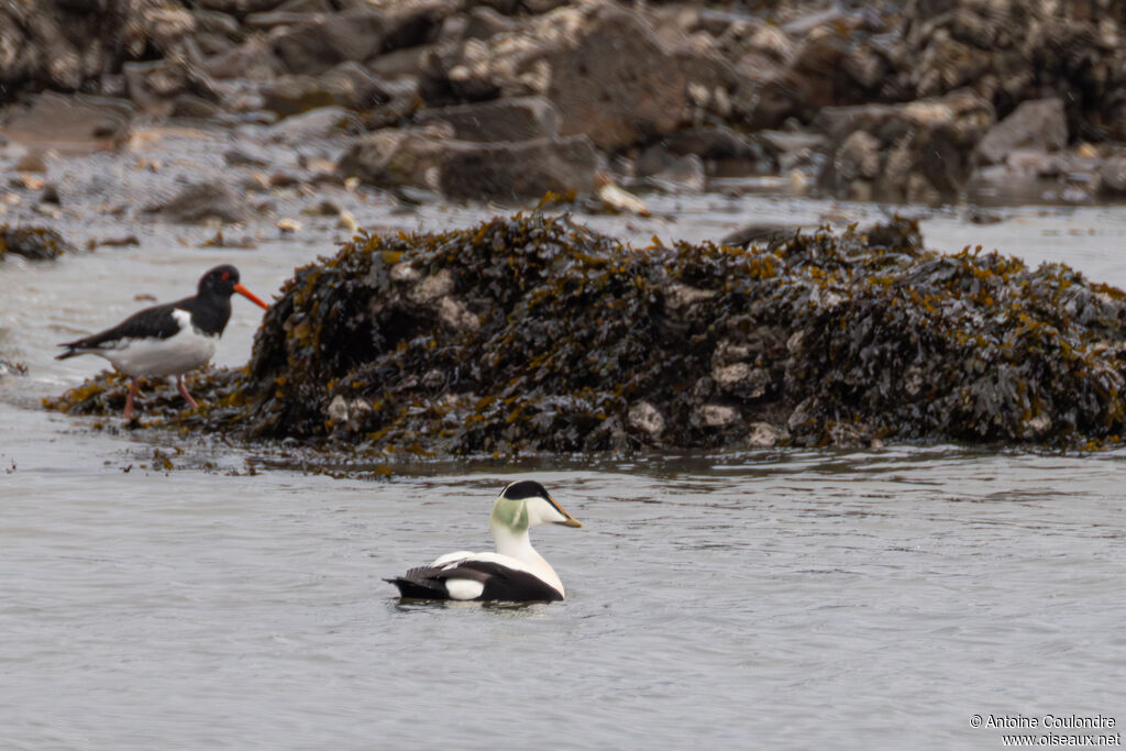 Eider à duvet mâle adulte