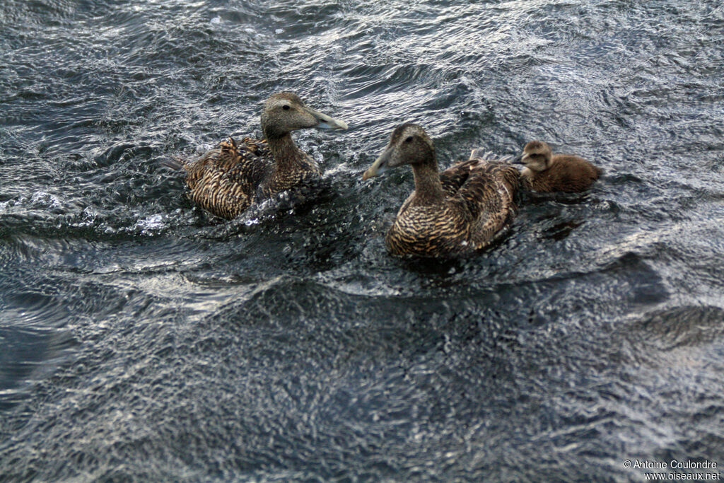 Common Eider