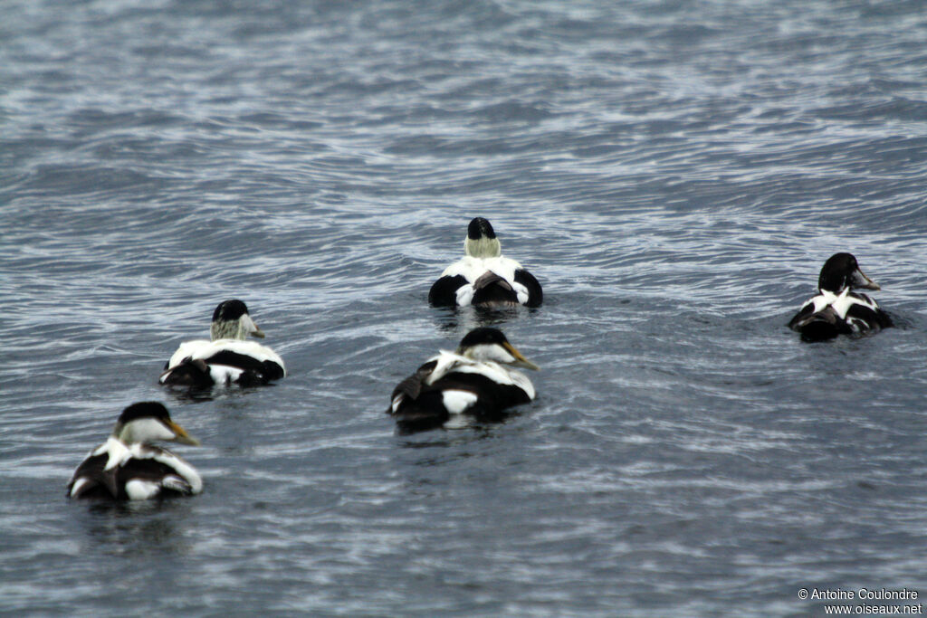 Eider à duvet mâle adulte