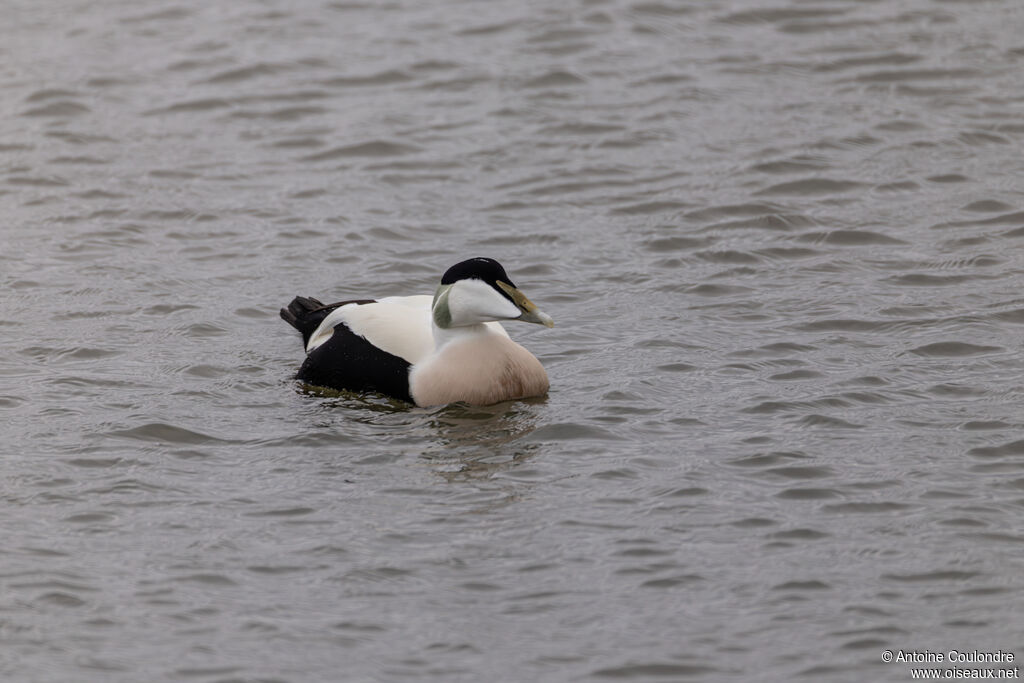 Eider à duvetadulte nuptial