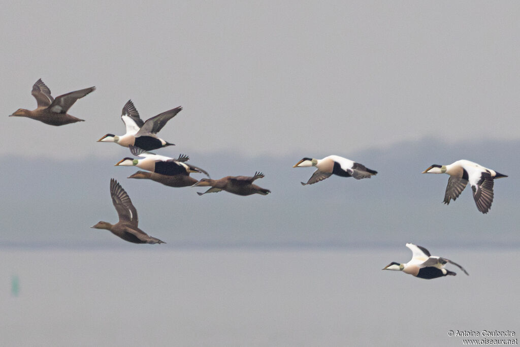 Common Eideradult breeding, Flight