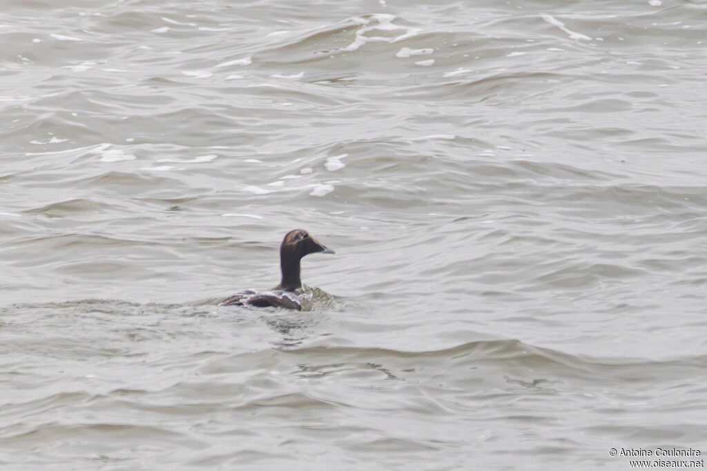 Eider à duvet mâle adulte internuptial