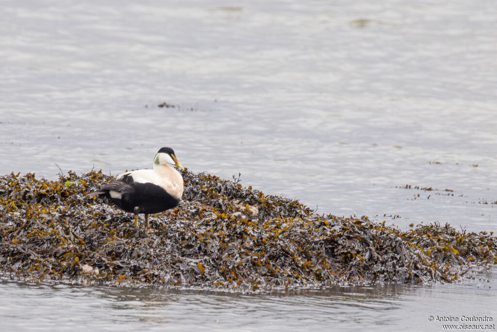 Eider à duvet mâle adulte nuptial