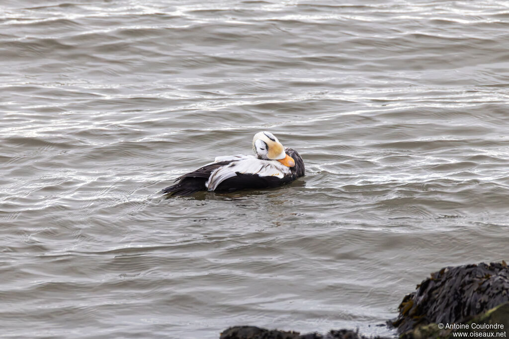 Spectacled Eider