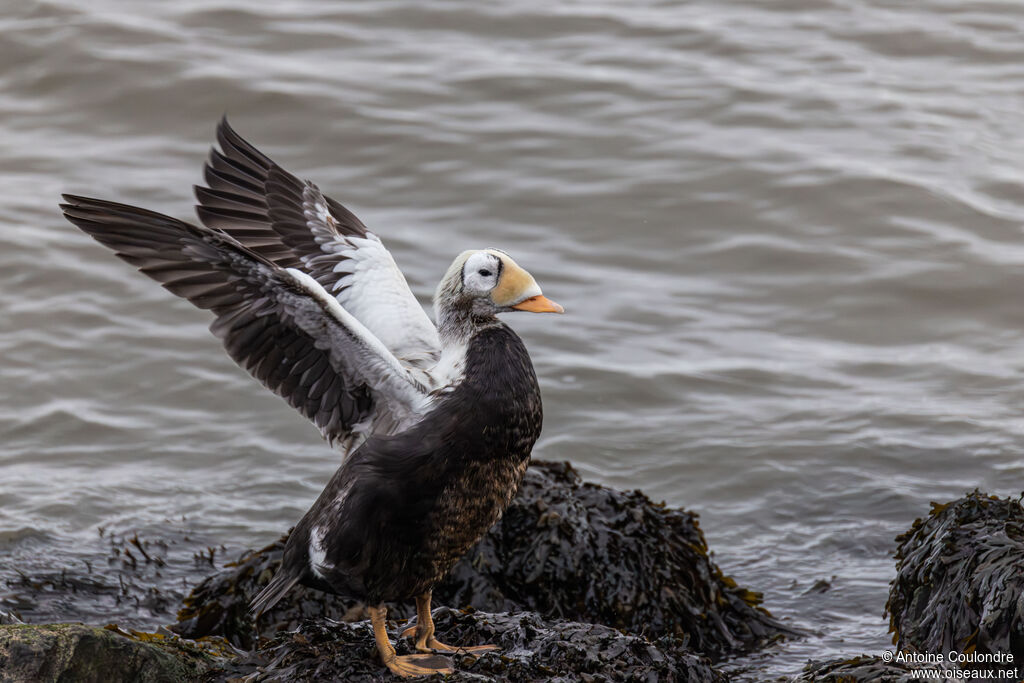 Spectacled Eider