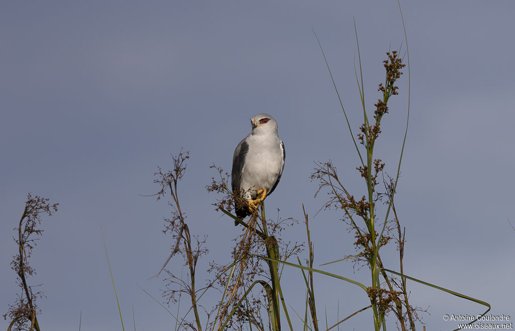 Black-winged Kiteadult
